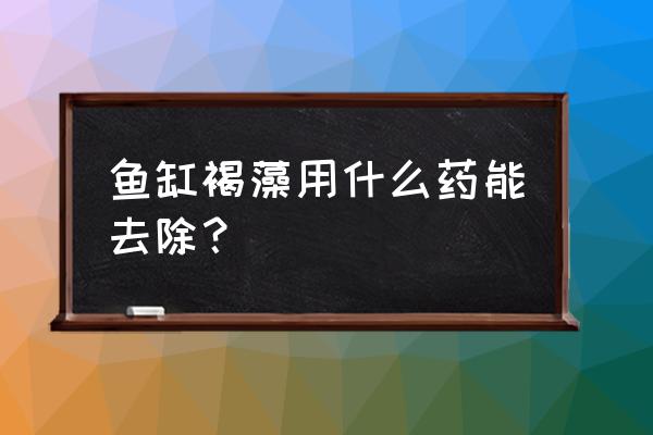 鱼缸褐藻怎么去除最简单 鱼缸褐藻用什么药能去除? 鱼缸褐藻怎么去除最简单 鱼缸褐藻用什么药能去除?